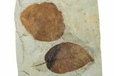 Two Fossil Leaves (Zizyphoides & Beringiaphyllum) - Montana #268155-2